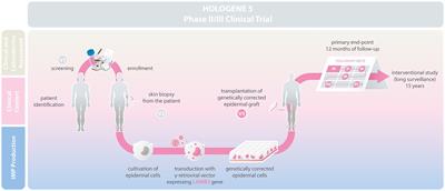 Hologene 5: A Phase II/III Clinical Trial of Combined Cell and Gene Therapy of Junctional Epidermolysis Bullosa